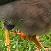 Minah Bird Nackt